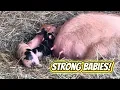 Live Pig Birth What to Expect During Farrowing