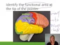 Brain and Spinal Cord Practice Lab Exam Part 2