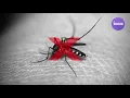 Silent (but powerful) mosquito repellent sound | ultrasonic deterrent | ultrasound