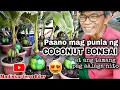 Lagu PAANO MAG PUNLA NG COCONUT BONSAI | Madiskarteng Eder