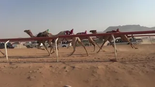 جذاع قعدان 20 9 2019 التاريخ عبدالله عودة المزنه 