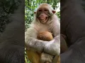 Download Lagu Monyet ketawa jahat #monkey #animals #shorts