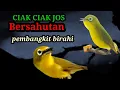 CIAK CIAK JOS bersahutan Pembangkit Birahi Kecial kuning gacor Kecial kuning jos