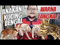 Download Lagu JUAL KUCING BENGAL LANGKA WARNA SNOW DI RAJA PET SHOP SURABAYA !