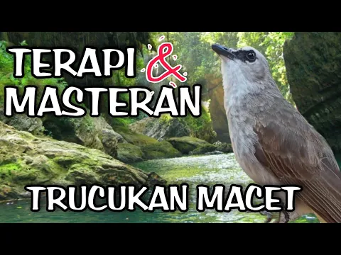 Download MP3 Terapi trucukan stres - TERAPI TRUCUKAN MACET BUNYI 💯% Ampuh JADIKAN BURUNG TRUCUK RAJIN BUNYI