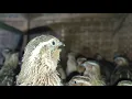 Download Lagu burung puyuh jantan [konslet] bunyi tanpa berhenti!!!