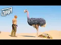 Download Lagu Jumanji The Next Level: Ostrich Chase Scene (The Rock, Kevin Hart 4K HD Clip) | With Captions