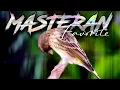 Download Lagu AHLINYA BIKIN CENGKOK JUARA - MASTERAN BLACKTHROAT GACOR SUARA JERNIH DURASI PANJANG CENGKOK MEWAH