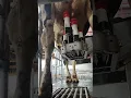 Download Lagu Eerste keer aansluiten met een Lely Astronaut A5 melkrobot