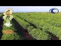 Harvest Vision Computer Vision AI Kauai Coffee Oceanit