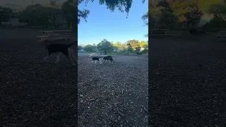 #fypシ #Fyp #Dream #doberman #pets