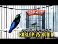Lagu pancingan suara kolibri kelapa vs kolibri ninja gacor, putar suara ini untuk memancing burung bahan