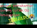 Download Lagu Di tinggal mati CUCAK IJO KESAYANGAN