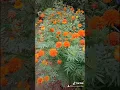 Download Lagu Marigold/Bunga taik Ayam🌻