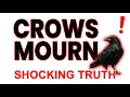 Why Crows Have Funerals - You Won t Believe What Happens