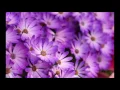 Psalm 22 NKJV audio