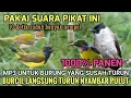 Download Lagu 100% Ampu! Suara Pikat Sogon, Prenjak lumut, korlap kombinasi kutilang ribut (pemanggil burung liar)
