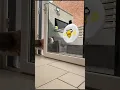 Download Lagu Fat White Angry Bird Flies against my Window
