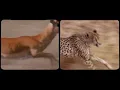 Thundercat & Tame Impala - 'No More Lies' (Official Visualizer)