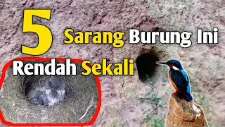 Download SARANG 5 JENIS BURUNG INI BERADA DI ATAS TANAH, SEBGIAN BIKIN MELONGO MP3