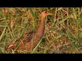 Download Lagu Suara Burung Ayam-ayaman (Hahayaman) Asli dari Alam