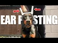 Doberman Cropped Ear Posting How To