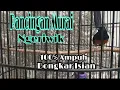 Download Lagu Pancingan Murai Batu Ngeriwik .. 100℅ Ampuh Bongkar Isian