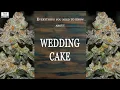 Wedding Cake Best Buds Strain Spotlight