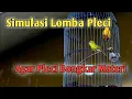 Lagu Simulasi Lomba pleci || Terapi Pleci Koloni || Pancingan Pleci Ngalas || Masteran Pleci