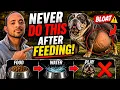 This Common Feeding Mistake Can KILL Your Dog Bloat Warning