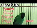 Download Lagu Pancingan Cucak Ijo Sumatra Gacor Isian Mewah