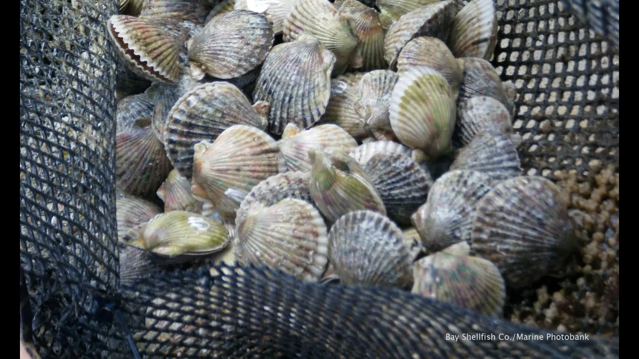 Rosamond (Roz) Naylor: Searching for Solutions in Aquaculture Colloquium