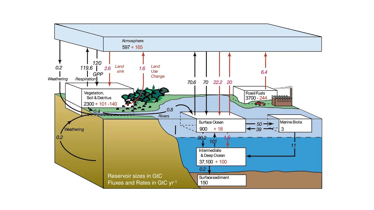 Introduction to the carbon cycle