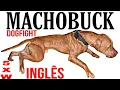 The Pit Bull - MACHOBUCK 5xW