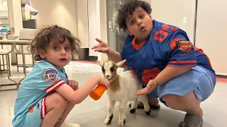 أخذنا الماعز يلعب كوره مع العيال ولعبو زحليقه دندنها