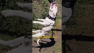                                                       دندنها