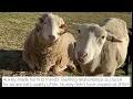 Uncle Neil s Home Rescues Animals From Johnson Park