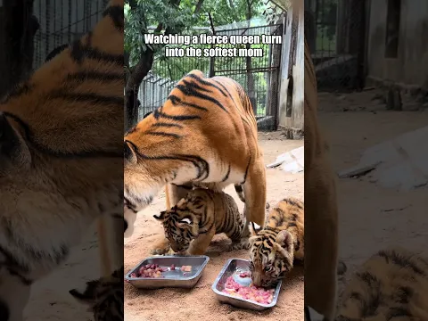 A tiger mom's purest love for her little cubs! 🐅❤️