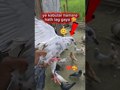 ye कबूतर hamareb hath lag गया🥰||#pigeon #shorts #videos #virals #explorepage #smpigeonofficial ||1M