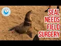 Download Lagu We Never Know What Awaits: Back-to-Back Seal Rescues
