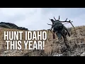 How to Hunt in IDAHO This Year Idaho Controlled Hunts Explained