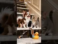 Download Lagu Cat goes wild... a toy with wiggly tail?! 🐶🐈 #catdogstory