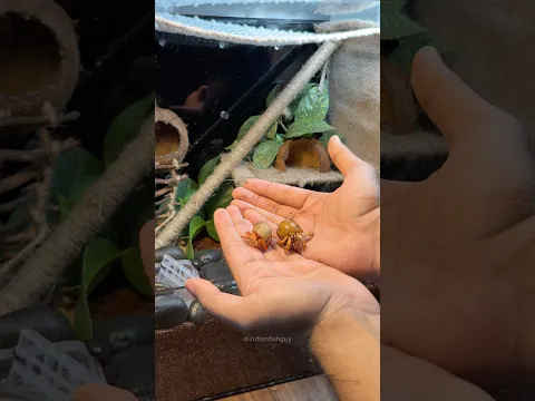Building the Perfect Home for My Hermit Crabs! #animals #aquarium #fish #cuteanimals #crabs