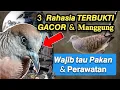 Download Lagu 3 RAHASIA MENGGACORKAN PERKUTUT YANG AMPUH DAN TERBUKTI || Perkutut Rajin Manggung