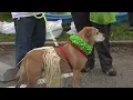 K9 9K brings out dogs owners to race in Bozeman