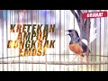 Download Lagu KRETEKAN dan SUARA AWALAN MURAI BATU AMPUH bikin GACOR naik EMOSI