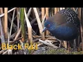 Download Lagu Black Rail: Marsh Mite