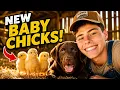 Got BABY CHICKS Meet Our First New Farm Family Members