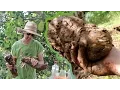 Lagu My Favorite Survival Gardening Calorie Crop: The Yam Harvest!