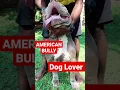 Download Lagu Fitbull Dog Lover 🐕🐕#fitbull #doglover #shorts